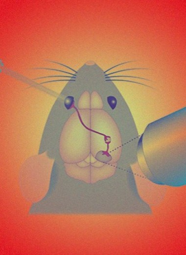 ГМ-мыши с терморецепторами в глазах приобрели инфракрасное зрение