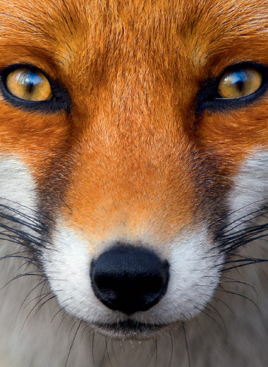 Союз рыжих: как лисы стали привычными дикими спутниками человека