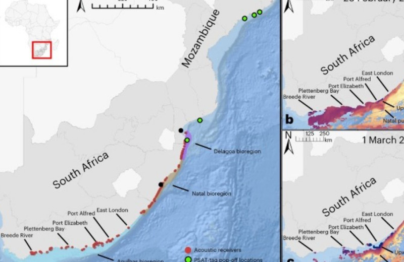 Усиление прибрежных апвеллингов назвали угрозой для мигрирующих морских обитателей
