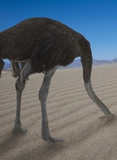 Эффект страуса: почему мы прячемся от проблем