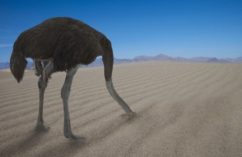 Эффект страуса: почему мы прячемся от проблем