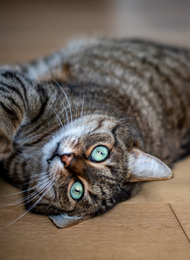 Что делать, если кошка царапает мебель: 4 легких способа спасти диван