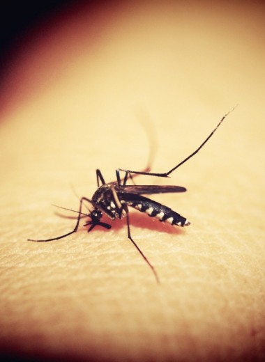 7 фактов о комарах, которые они сами предпочли бы скрыть от людей (но нет)