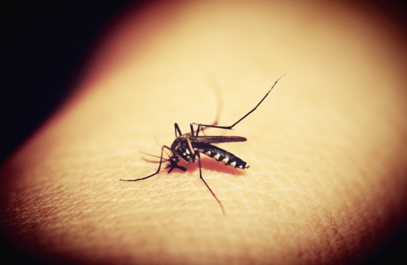 7 фактов о комарах, которые они сами предпочли бы скрыть от людей (но нет)