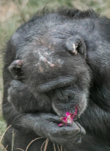 Седина шимпанзе оказалась не связана со старостью