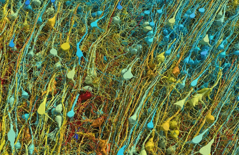 Нейробиологи получили изображение одного кубического миллиметра мозга с точностью до каждой клетки
