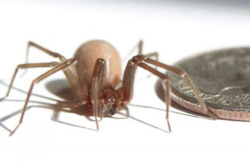 Коричневые пауки-отшельники: интересные факты об этом невероятно опасном членистоногом