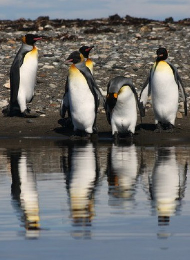 Родиной современных пингвинов назвали Австралию и Новую Зеландию