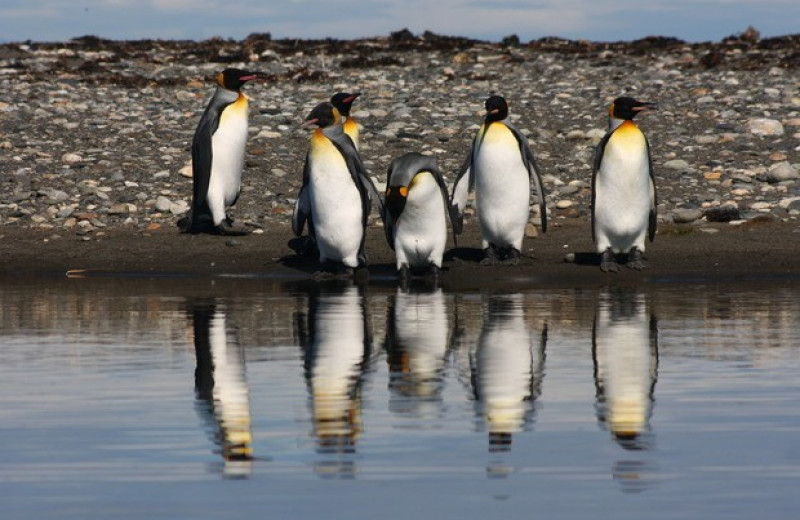 Родиной современных пингвинов назвали Австралию и Новую Зеландию