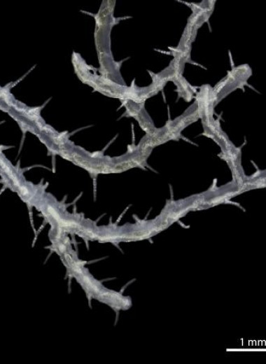 Странный морской червь ветвится и выживает без пищи внутри губок