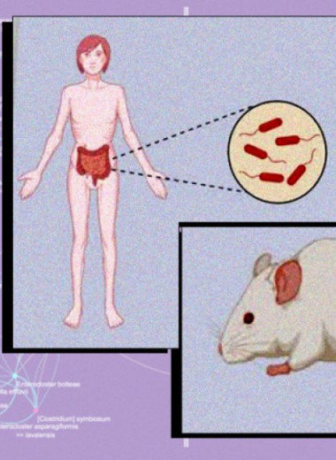 Кишечную микробиоту назвали фактором развития нервной анорексии