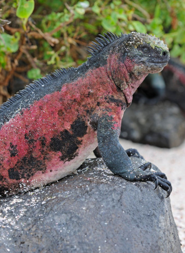 Обойдемся без кислорода! Непревзойденные ныряльщики из мира дикой природы