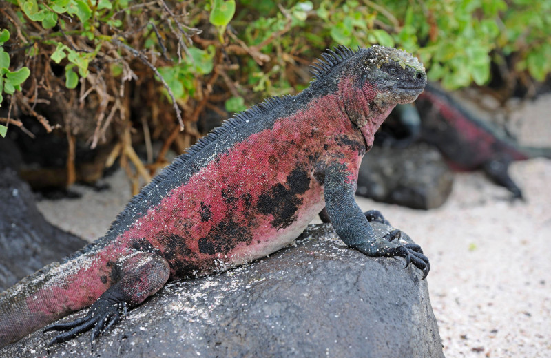 Обойдемся без кислорода! Непревзойденные ныряльщики из мира дикой природы
