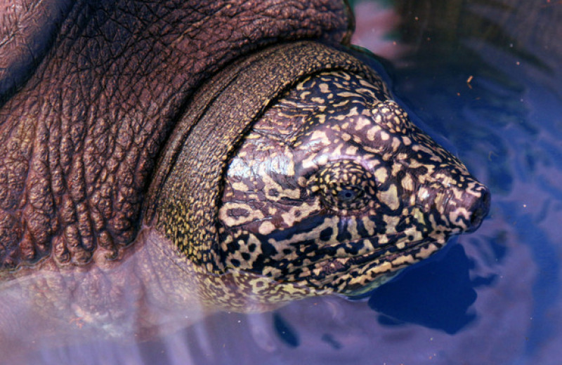 Одна из четырех выживших черепах Свайно оказалась самкой