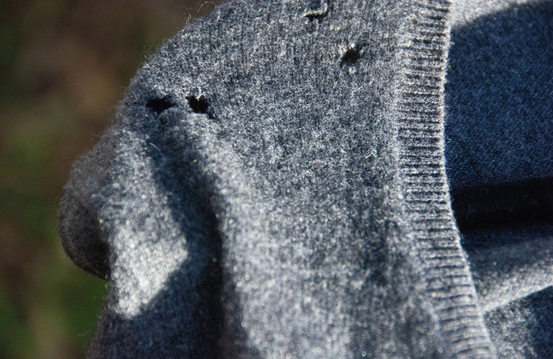 Поговорим о наболевшем: откуда в шкафах берется моль и как от нее избавиться