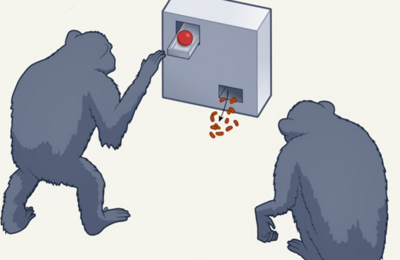 Шимпанзе подсмотрели решение непонятной задачи у обученных сородичей