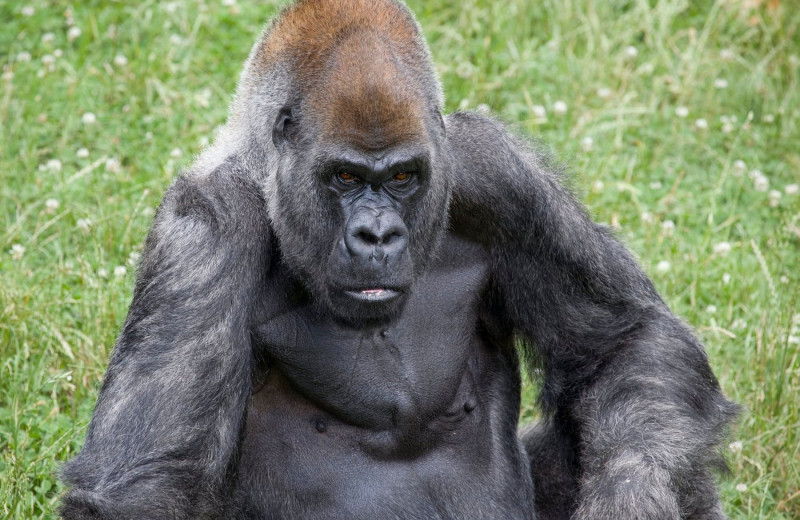 Самый старый в мире самец гориллы умер в 60-летнем возрасте