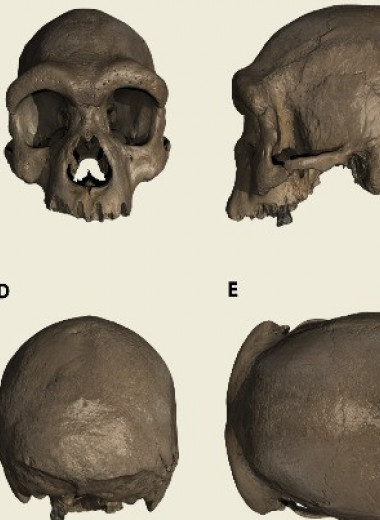 Древний череп из Китая отнесли к «человеку-дракону» или денисовцу