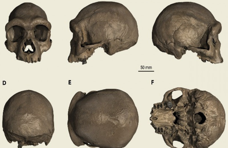 Древний череп из Китая отнесли к «человеку-дракону» или денисовцу