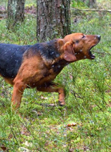 Подборка пород самых лучших охотничьих собак
