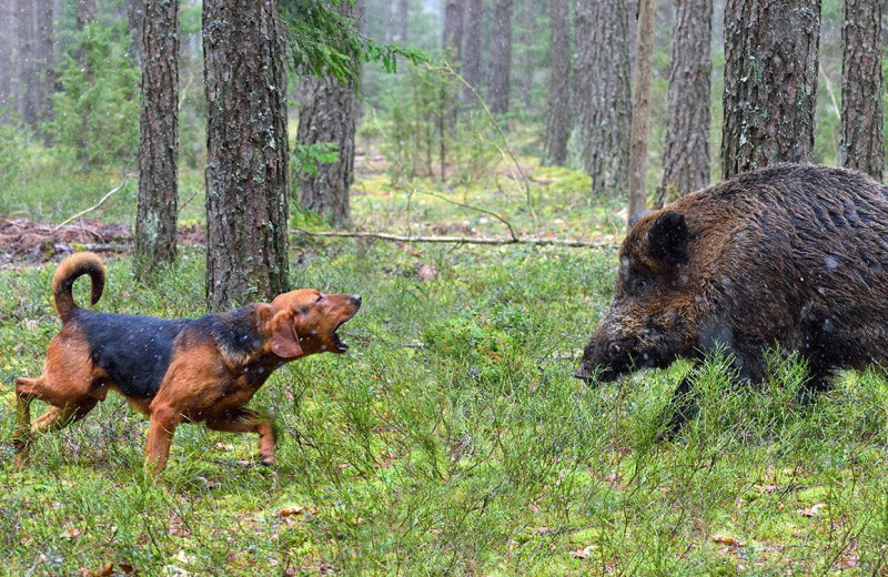 Подборка пород самых лучших охотничьих собак