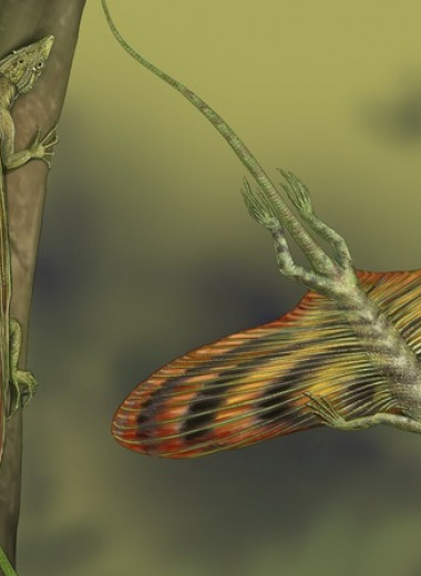 Появление первых рептилий-планеристов связали с возросшей густотой пермских лесов