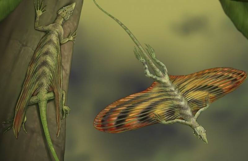 Появление первых рептилий-планеристов связали с возросшей густотой пермских лесов