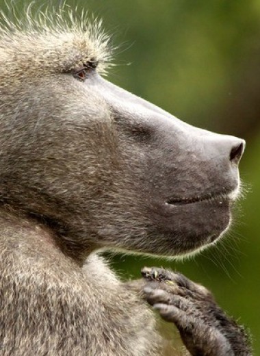 Медвежьи павианы увидели в зоологах сородичей высокого ранга