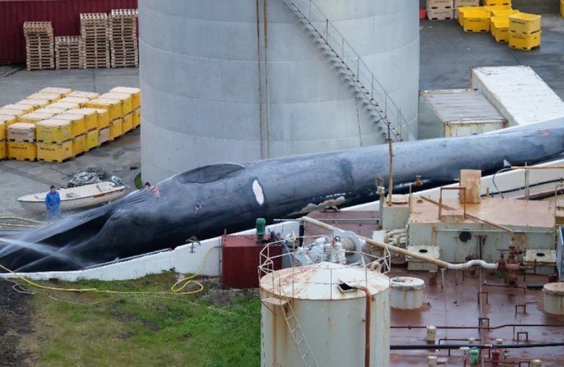 В Исландии убит редкий кит: что известно на данный момент