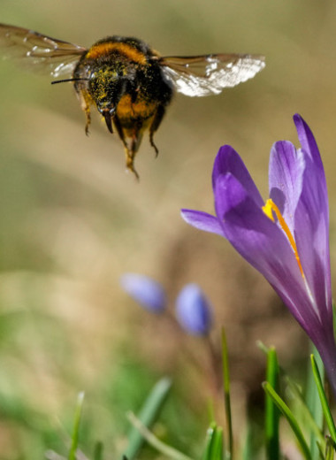 Шмели предпочли цвет форме при поиске пищи