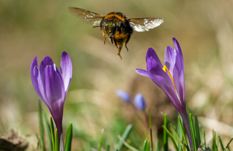 Шмели предпочли цвет форме при поиске пищи