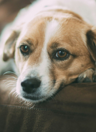 РПП и ОКР: от каких психических расстройств могут страдать домашние животные
