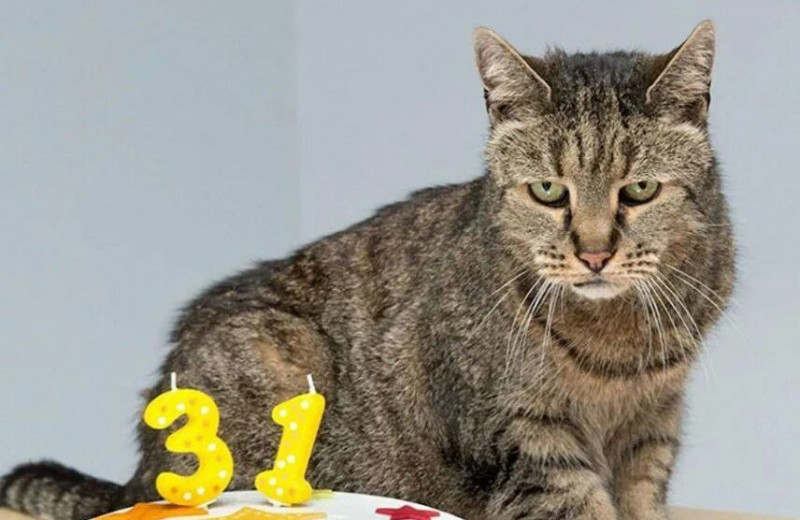 Один выпал с 9 этажа и прожил 25 лет, а другой протянул почти полвека: 10 котов-долгожителей
