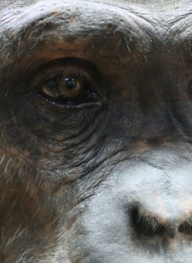 Группа диких шимпанзе Нгого раскололась надвое