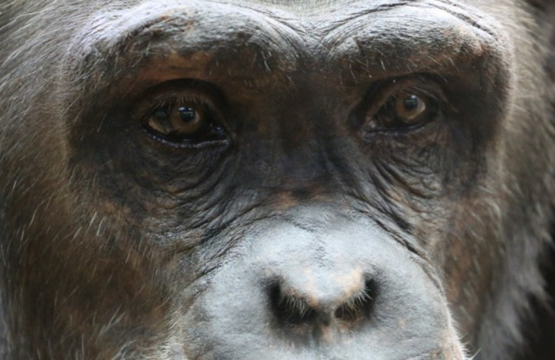 Группа диких шимпанзе Нгого раскололась надвое