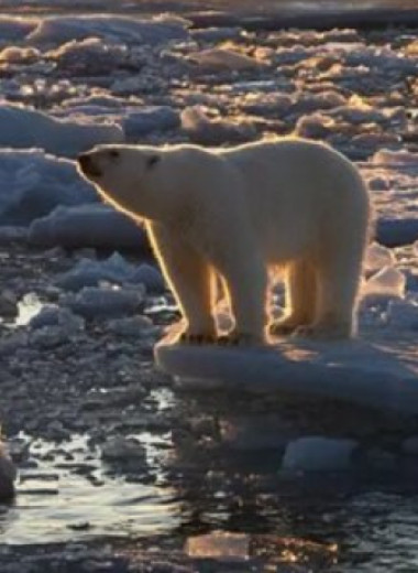 Белые медведи на Шпицбергене стали здоровее, несмотря на сокращение морского льда