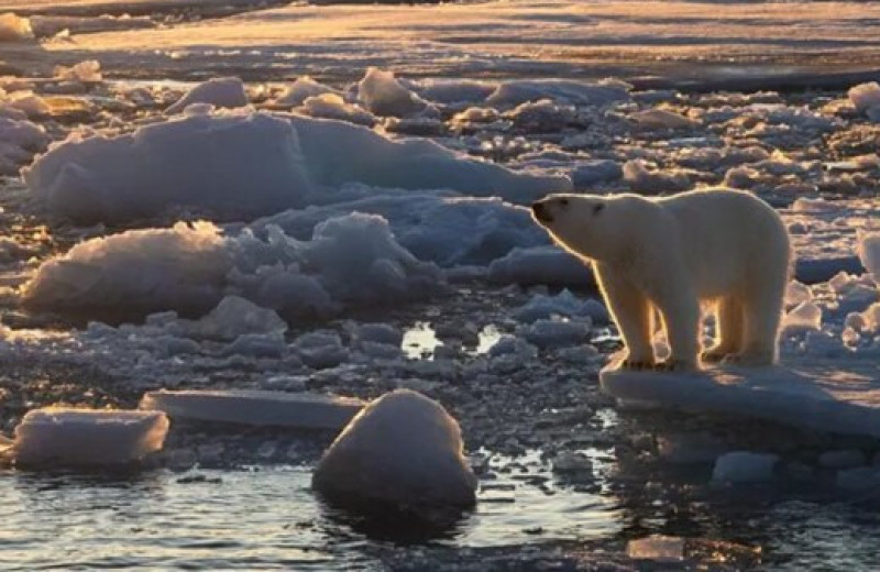 Белые медведи на Шпицбергене стали здоровее, несмотря на сокращение морского льда
