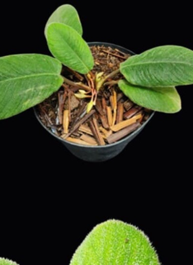 Суматранское растение с ворсистыми листьями назвали в честь кошачьего языка