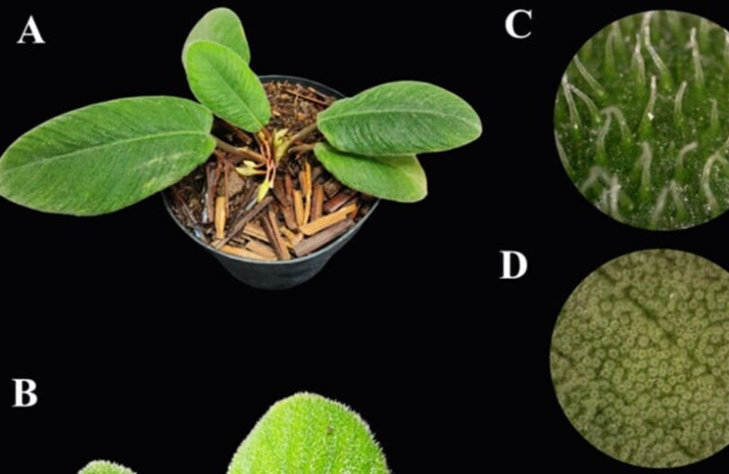 Суматранское растение с ворсистыми листьями назвали в честь кошачьего языка