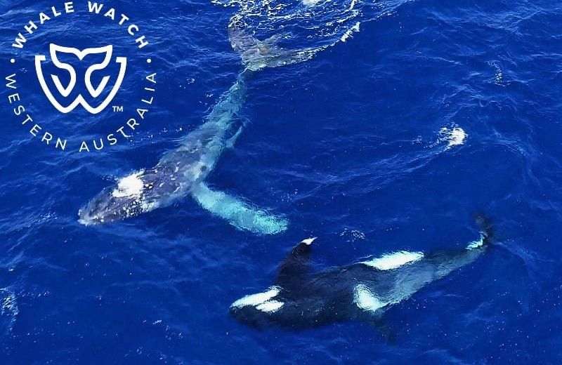 Стая косаток спасает кита от смерти: видео
