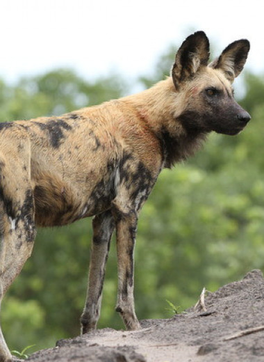 Из-за изменения климата гиеновидные собаки отложили размножение на 22 дня за 30 лет