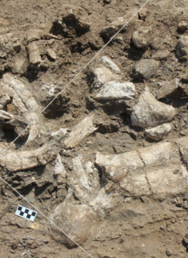 Древнейшие инструменты, найденные археологами, скорее всего изготовили не предки современного человека