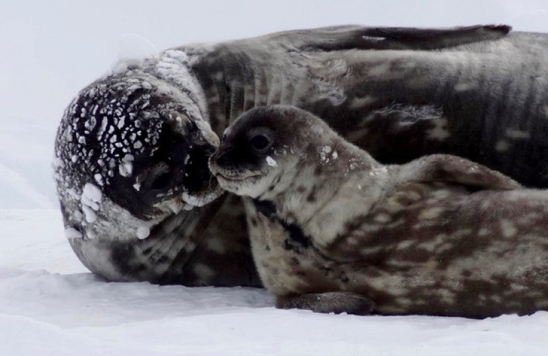 Тюленихи Уэдделла пожертвовали способностью нырять ради снабжения детенышей железом