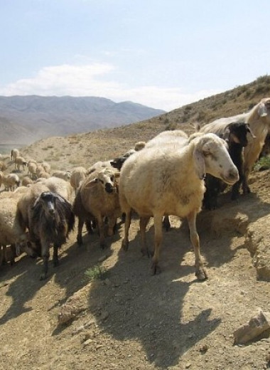 Энеолитическим скотоводам из Предкавказья приглянулось овечье молоко