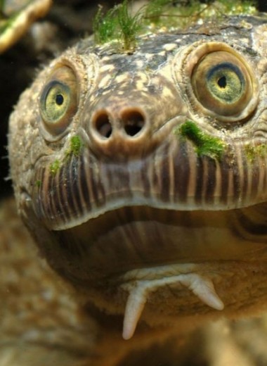 Черепаха-панк: удивительный обитатель австралийской реки