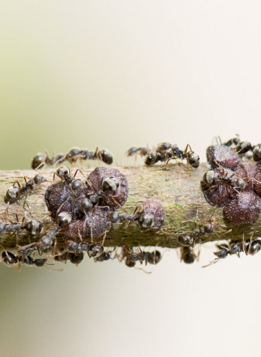 Каким бывает социальный паразитизм у муравьев?