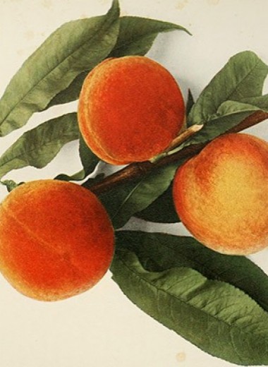Электронный нос определил зрелость персиков на дереве