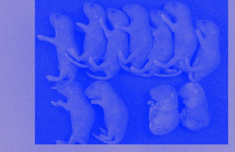 Пересадка стволовых клеток от одного стерильного самца другому восстановила фертильность мышей