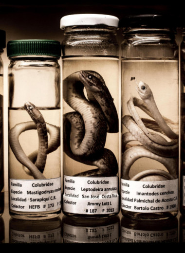 Зубной эликсир: как устроен змеиный яд и что делать в случае укуса