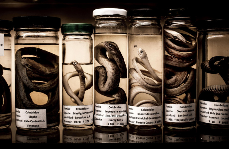 Зубной эликсир: как устроен змеиный яд и что делать в случае укуса